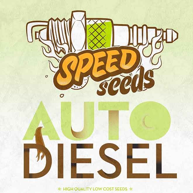 DIESEL AUTO (SPEED SEEDS) - Speed Seeds - Seed Banks