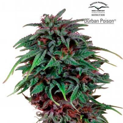 Durban Poison Reg. - Dutch Passion - Seed Banks