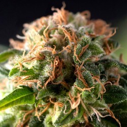 AUTO FRESH CANDY - Pyramid Seeds - Seed Banks