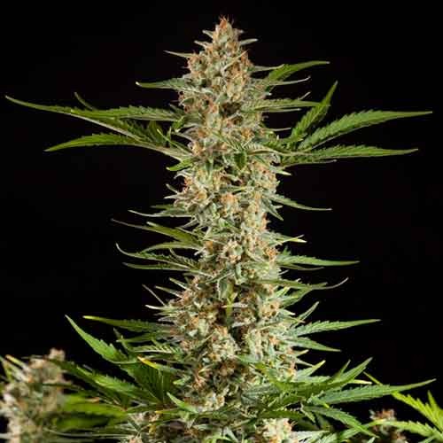 Fraggle Skunk Auto - Philosopher Seeds - Seed Banks