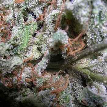 Indica Champions Pack - Paradise Seeds - Seed Banks