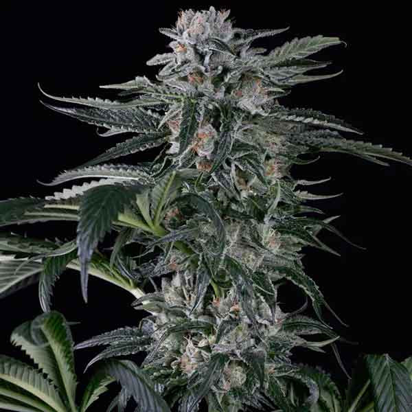 MOBY DICK AUTO - Silent Seeds - Seed Banks