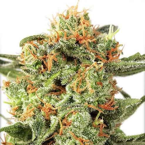 Orange Hill Special - Dutch Passion - Seed Banks