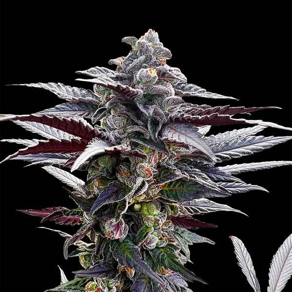 PINK SUNSET BY SHERBINSKI'S - Silent Seeds - Seed Banks