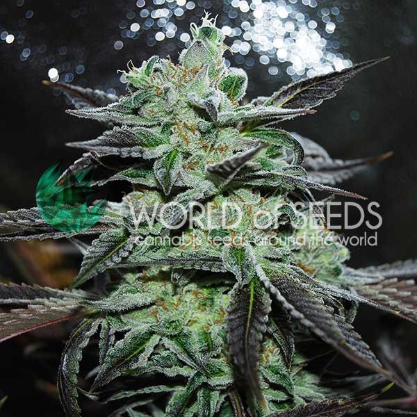 Strawberry Blue - World of Seeds - Seed Banks