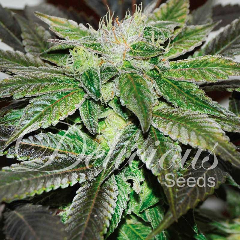 Sugar Candy - Delicious Seeds - Seed Banks