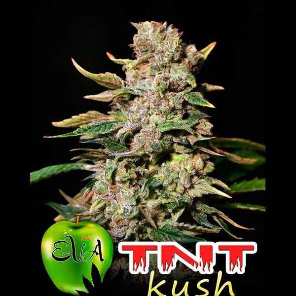 TNT KUSH - Eva Seeds - Seed Banks
