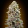 Purchase Auto Chesse Berry - 5 seeds