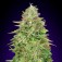 Purchase Critical Poison Fast - 5 seeds