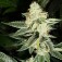 Purchase Louis XIII OG - 6 Seeds
