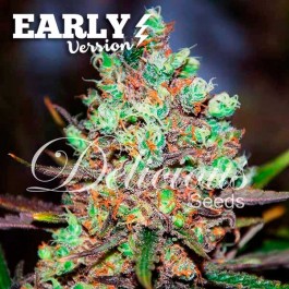 COTTON CANDY KUSH EARLY VERSION - Samsara Seeds - Delicious Seeds