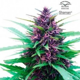 SHAMAN - Samsara Seeds - 