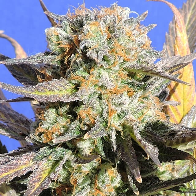Grandaddy Black Samsara Seeds Root Catalog Crossing of meao thai and a mexico/ colombia strain bought us the destroyer. cannabis seeds samsara seeds