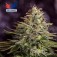 Purchase Sticky Dream - 5 seeds