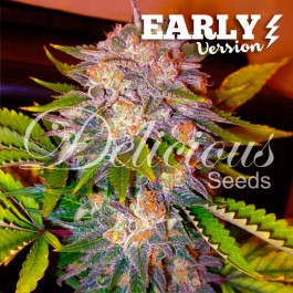 CARAMELO EARLY VERSION - Samsara Seeds - Delicious Seeds