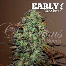 ELEVEN ROSES EARLY VERSION - Samsara Seeds - Delicious Seeds
