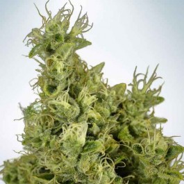 Mandarin Haze - Samsara Seeds - Ministry of Cannabis