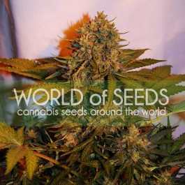 NORTHERN LIGHT X BIG BUD RYDER - Samsara Seeds - World of Seeds