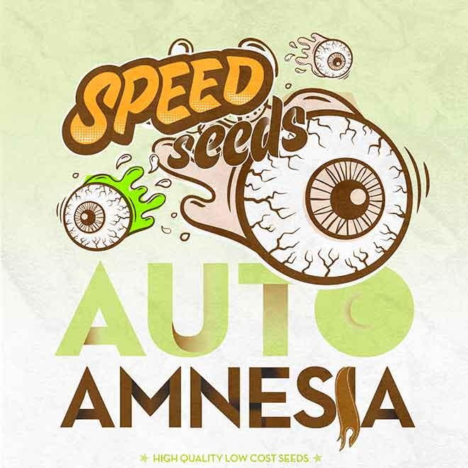 AMNESIA AUTO (SPEED SEEDS) - Speed Seeds - Seed Banks