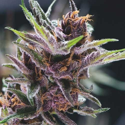Black Cherry Punch - Pyramid Seeds - Seed Banks