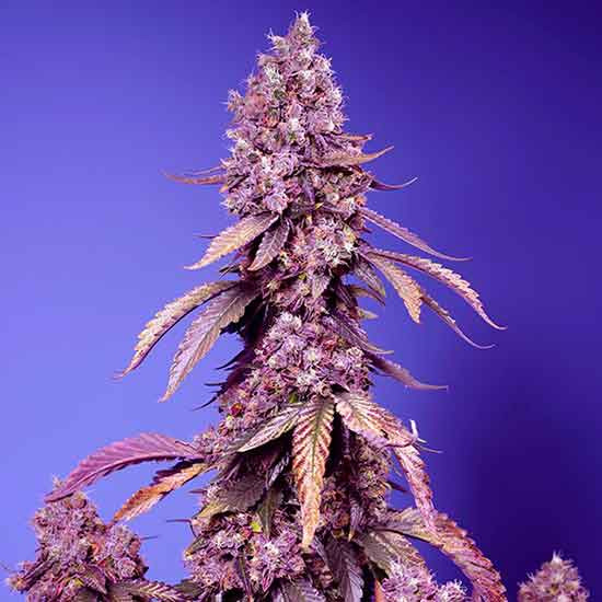 Black Muffin F1 Fast Version - Sweet Seeds - Seed Banks