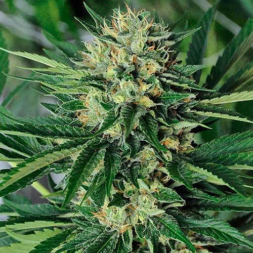 GREENTHUMB´S EM-DOG BY CYPRESS HILL - Humboldt Seeds - Seed Banks