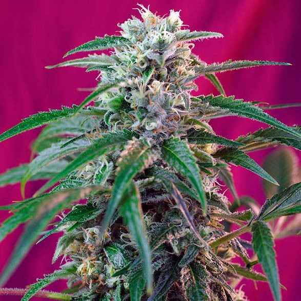 Green Poison Auto - Sweet Seeds - Seed Banks