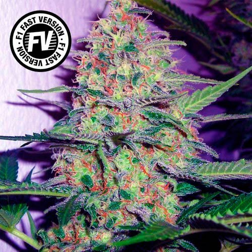 Green Poison Fast Version - Sweet Seeds - Seed Banks