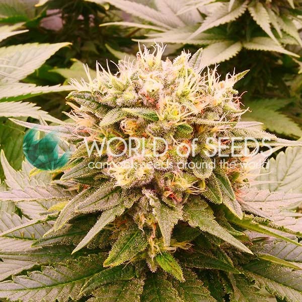 Harlequeen THC FREE - World of Seeds - Seed Banks