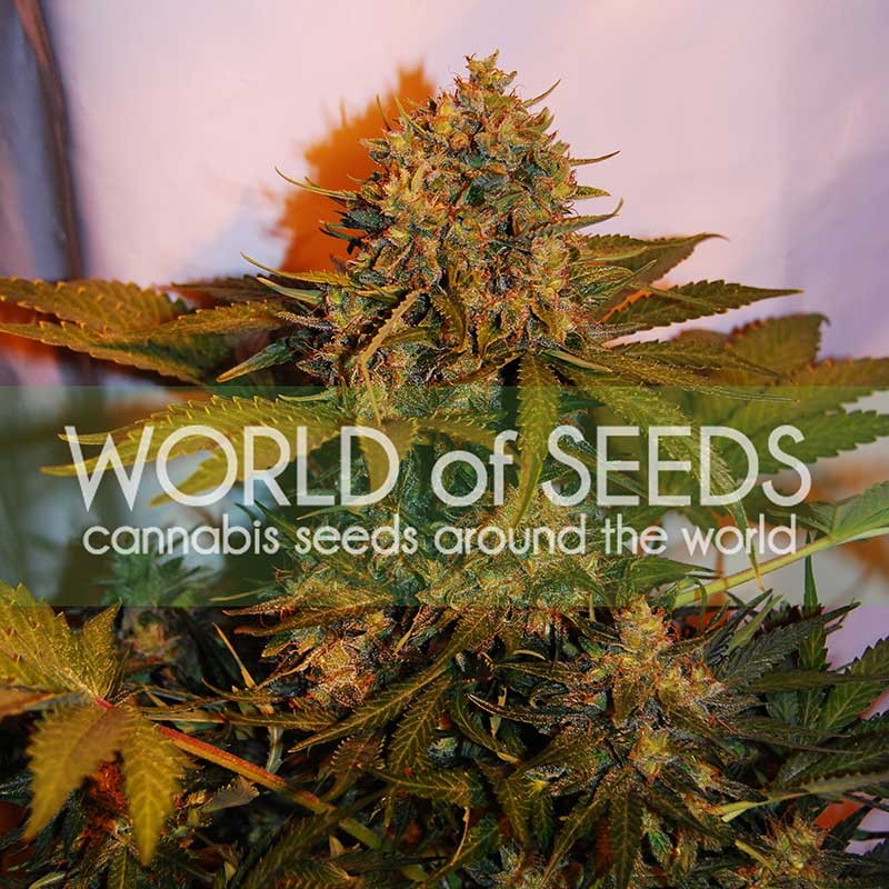 NORTHERN LIGHT X BIG BUD RYDER - World of Seeds - Seed Banks