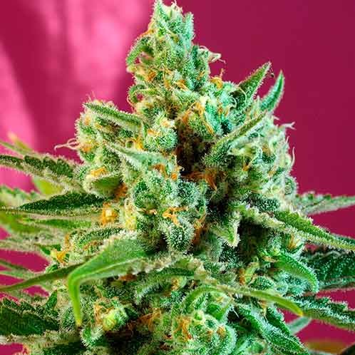 S.A.D. Sweet Afgani Delicious CBD - Sweet Seeds - Seed Banks