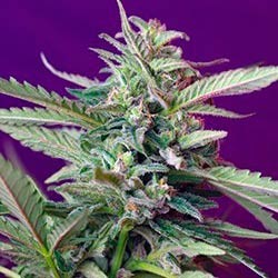 S.A.D. AUTO  - Sweet Seeds - Seed Banks