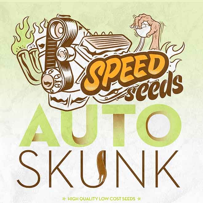 SKUNK AUTO (SPEED SEEDS) - Speed Seeds - Seed Banks