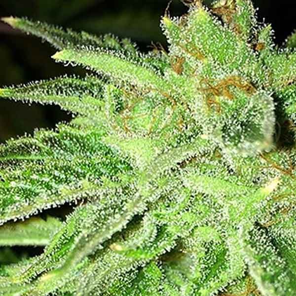 Strawberry OG - 6 SEEDS - The Cali Connection - Seed Banks