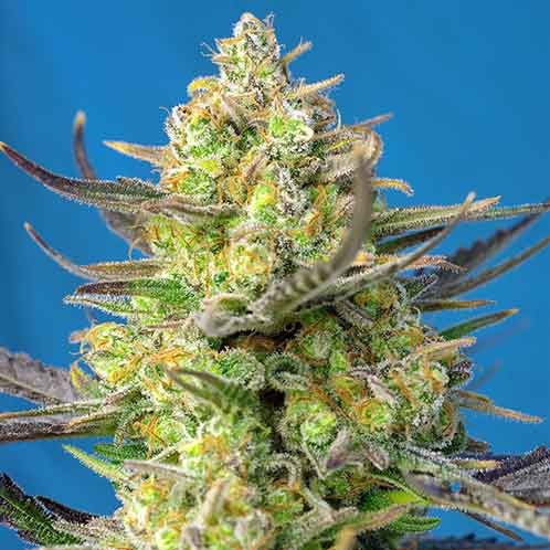 Sweet Cheese XL Auto - Sweet Seeds - Seed Banks