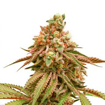 Tropical Tangie - Dutch Passion - Seed Banks