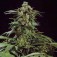 Purchase G13 Skunk - 15 Seeds