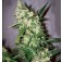 Purchase Early Skunk x Afghan Haze - 15 seeds