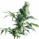 Purchase Mexican Sativa Fem