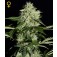 Purchase Northern Lights Auto