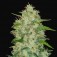 Purchase Chemdawg Auto